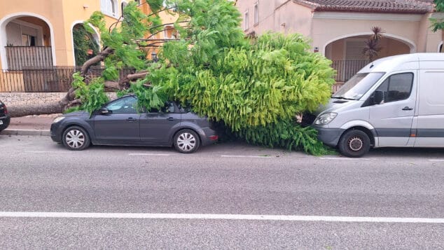 Imagen: Un árbol chafa por completo un coche en Xàbia