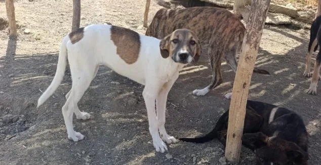 Imagen: Tajine busca un hogar