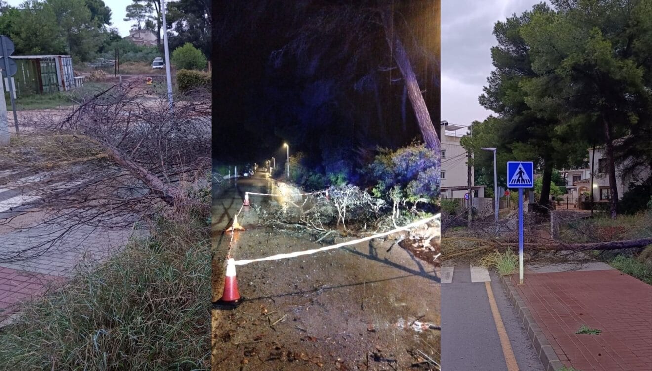 Árboles caídos durante la dana Alice en Xàbia