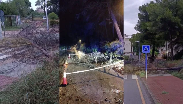 Imagen: Árboles caídos durante la dana Alice en Xàbia