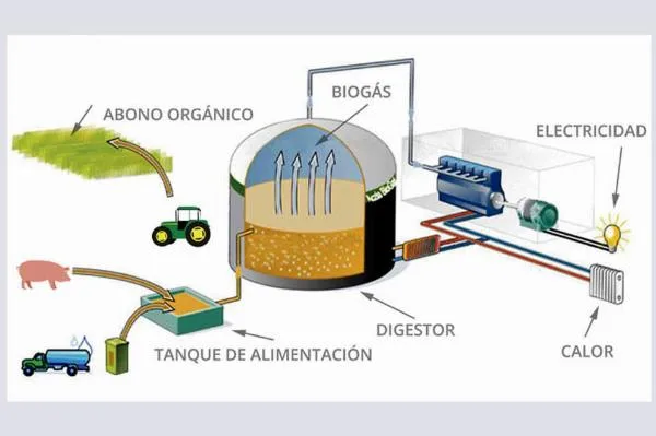Imagen: Esquema de biomasa