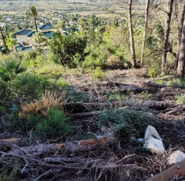 Retiran los pinos secos de zonas forestales de Xàbia