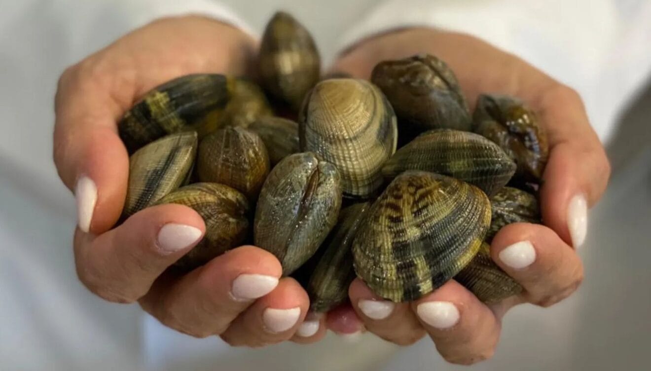 Almejas frescas preparadas con el sabor auténtico del mar