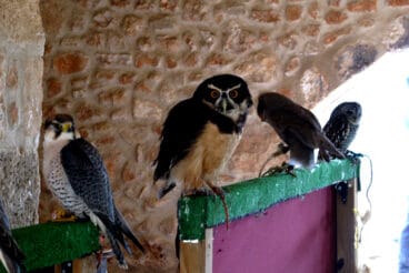 Campamento real Xàbia 2026 (34)