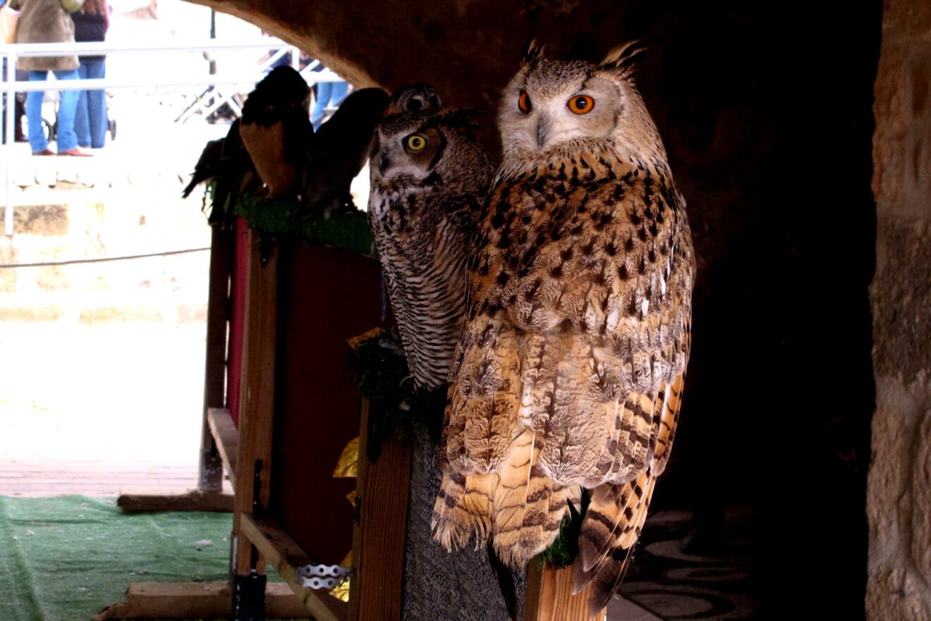 Campamento real Xàbia 2026 (52)