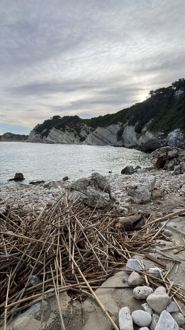 Imagen: El temporal saca a tierra restos animales Foto | Paula Parish