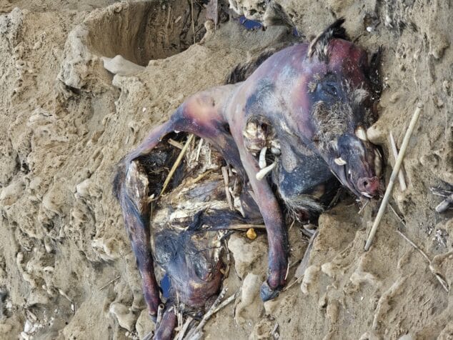 Imagen: Imagen de contenido sensible. El temporal saca a tierra un jabalí muerto en el Segundo Montañar de Xàbia | Foto Martina Burchellova