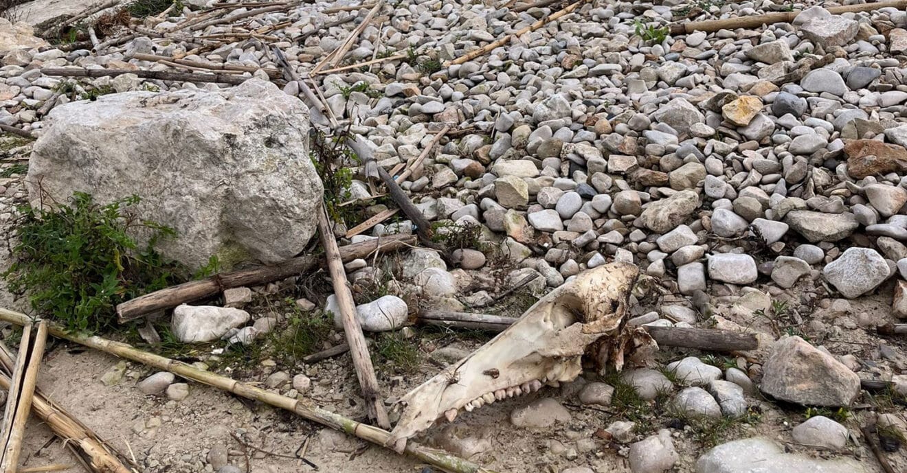 El temporal saca del mar el cráneo de un animal
