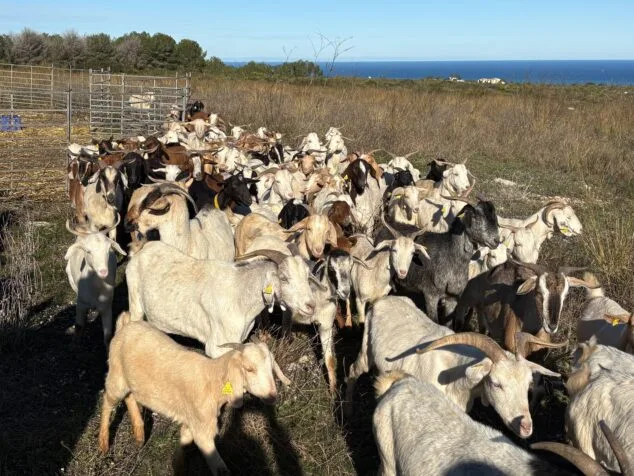 Imagen: El primer rebaño de cabras que se instala en el Montgó de Xàbia
