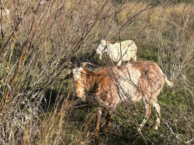 Imagen: Dos de las 100 cabras instaladas en el pastoreo del Montgó