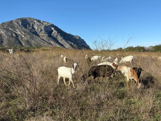 Imagen: Pastoreo en el Montgó de Xàbia para evitar incendios