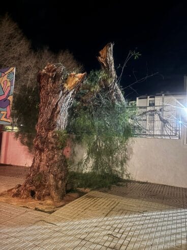 Efectes del vent al col·legi Port de Xàbia