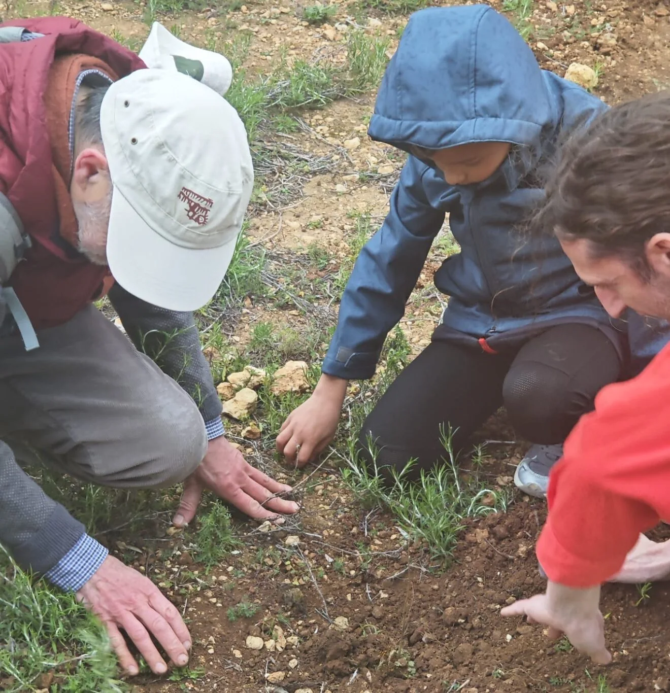Plantación de árboles en la Granadella