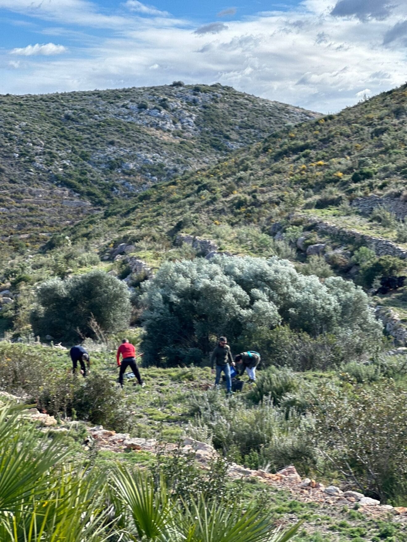 Reforestación en la Granadella