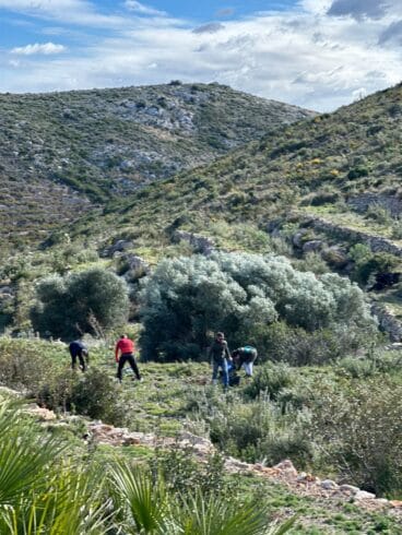 Reforestación en la Granadella