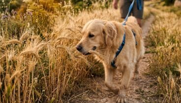 Aprende a proteger a tu perro de las espigas durante el paseo esta primavera
