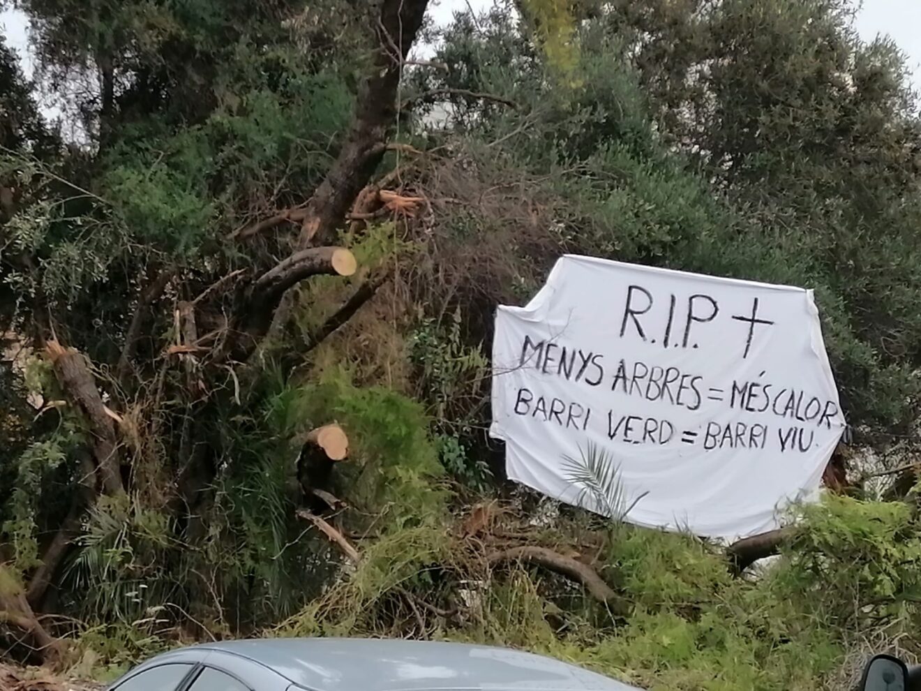 Cartel colgado tras la tala parcial de los árboles (2)