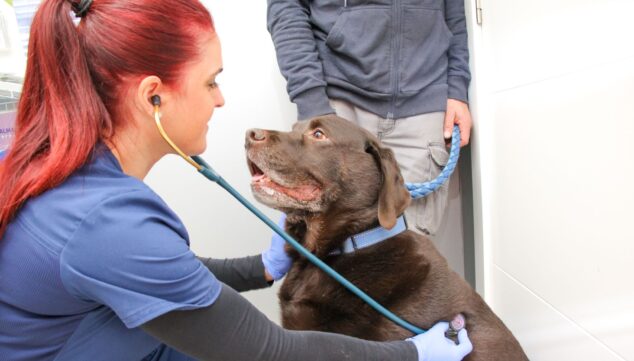 Imagen: En Animalets Centro Veterinario cuidan de tus mascota cada día