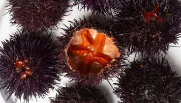 Producto estacional de mar