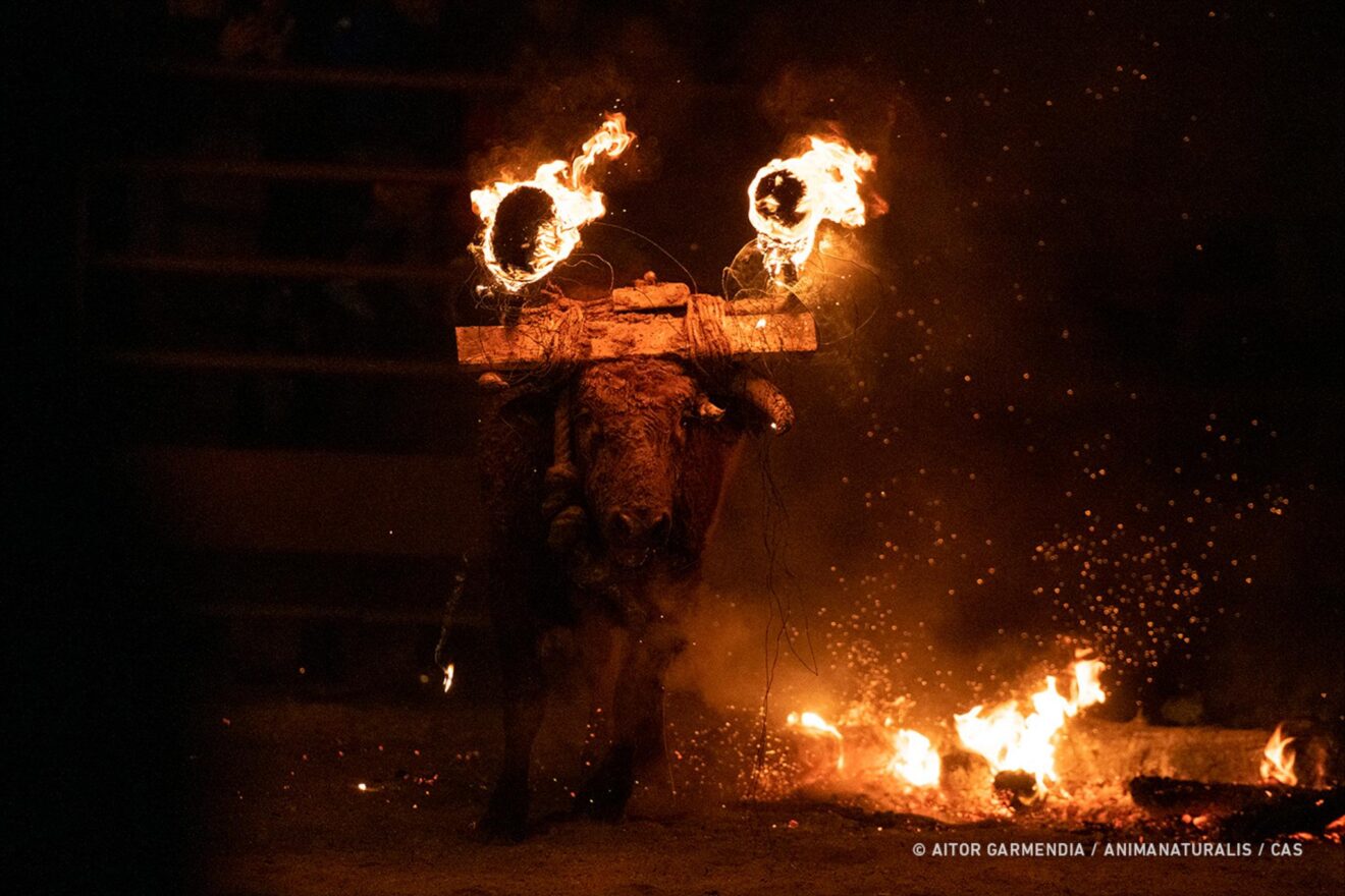 Toro embolado
