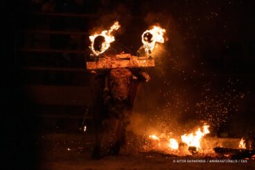 Toro embolado