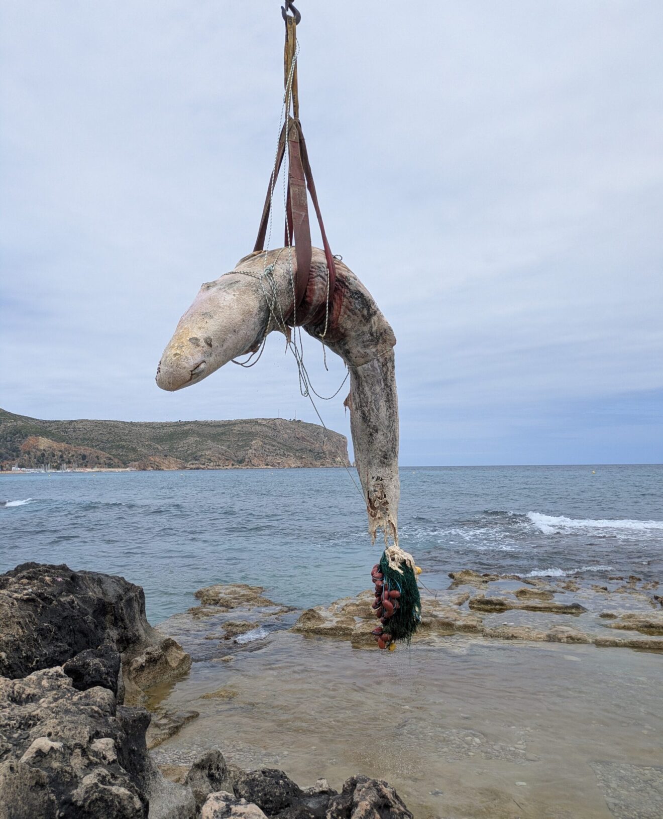 Cachalote varado en el Primer Montañar de Xàbia | Foto @luky.world y Tetma