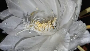 Dama de noche
