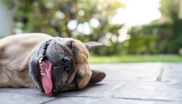 El peligro silencioso de los golpes de calor