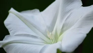Flor de Luna