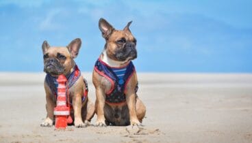 Los riesgos de las altas temperaturas para nuestras mascotas