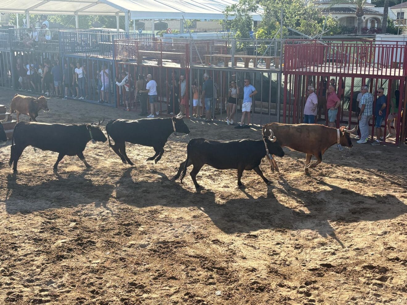 Sesión taurina en Xàbia