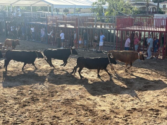 Imagen: Sesión taurina en Xàbia