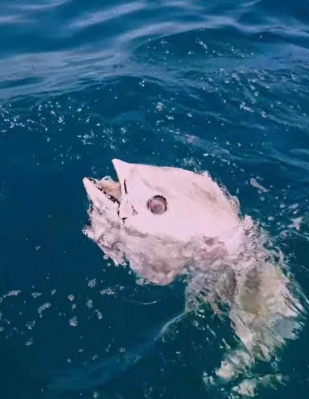 Imagen: Foto de un atún muerto, sin cabeza ni carne, flotando en el agua azul del mar Mediterráneo.
