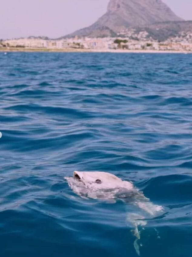 Imagen: Cabeza de un atún rojo flotando en aguas del Mediterráneo tras un presunto descarte ilegal documentado por ecologistas.