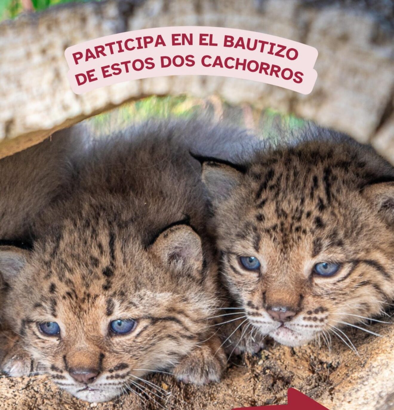 Cachorros de lince ibérico del centro de cría del Acebuche