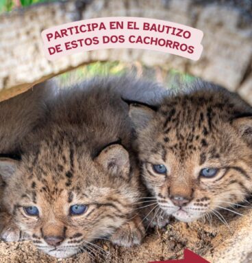 Cachorros de lince ibérico del centro de cría del Acebuche