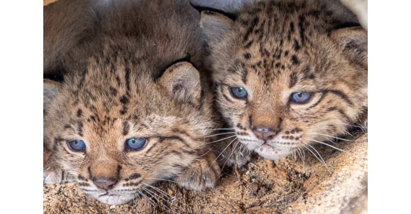 crias de lince que esperan un nombre-