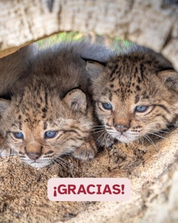Crías de lince ibérico nacidas en el centro del Acebuche