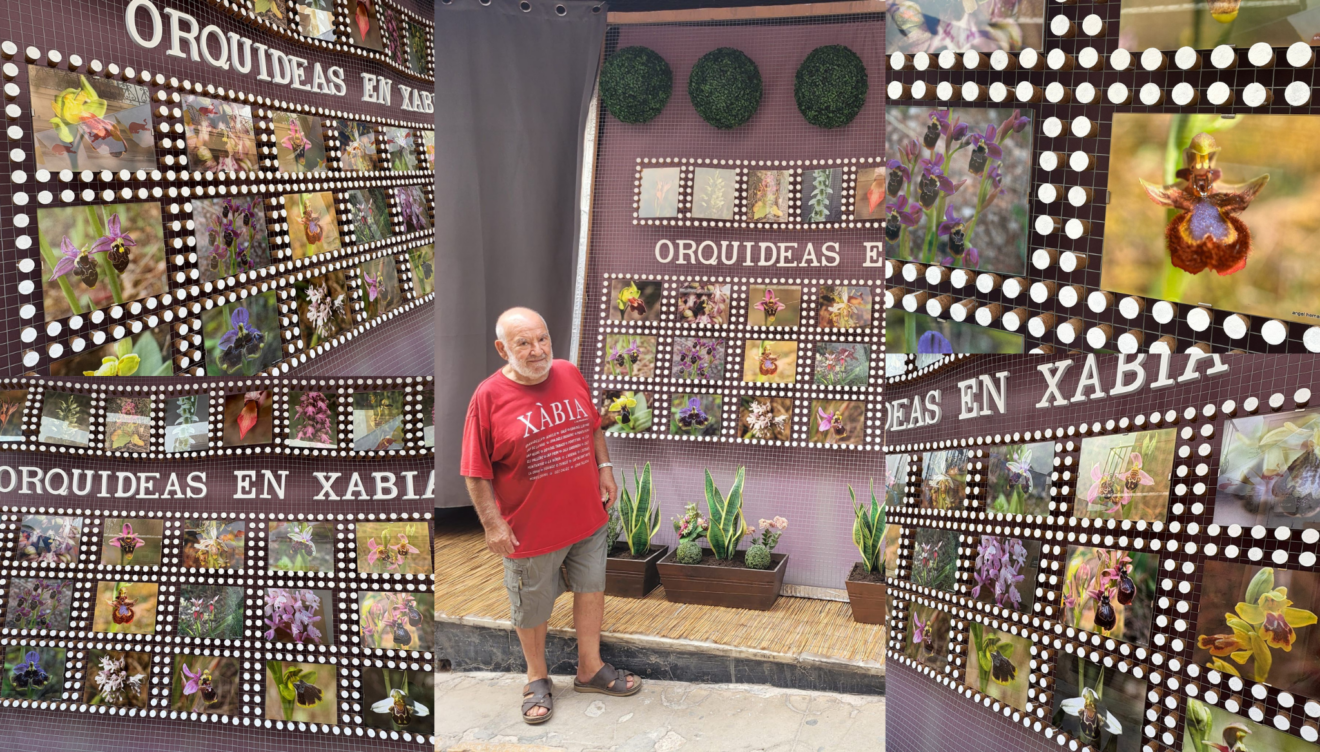 La nueva creación del escaparate pone en valor la riqueza natural de Xàbia a través de sus especies de orquídeas