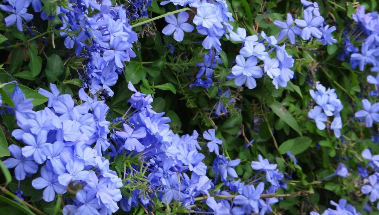 El Plumbago, el despliegue mágico del azul mediterráneo