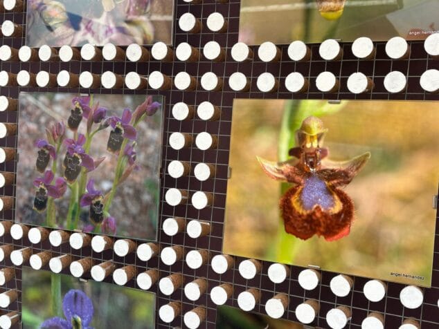 Primer plano de un panel de exhibición con varias fotografías de orquídeas silvestres y el nombre 'angel hernandez' visible en ellas.