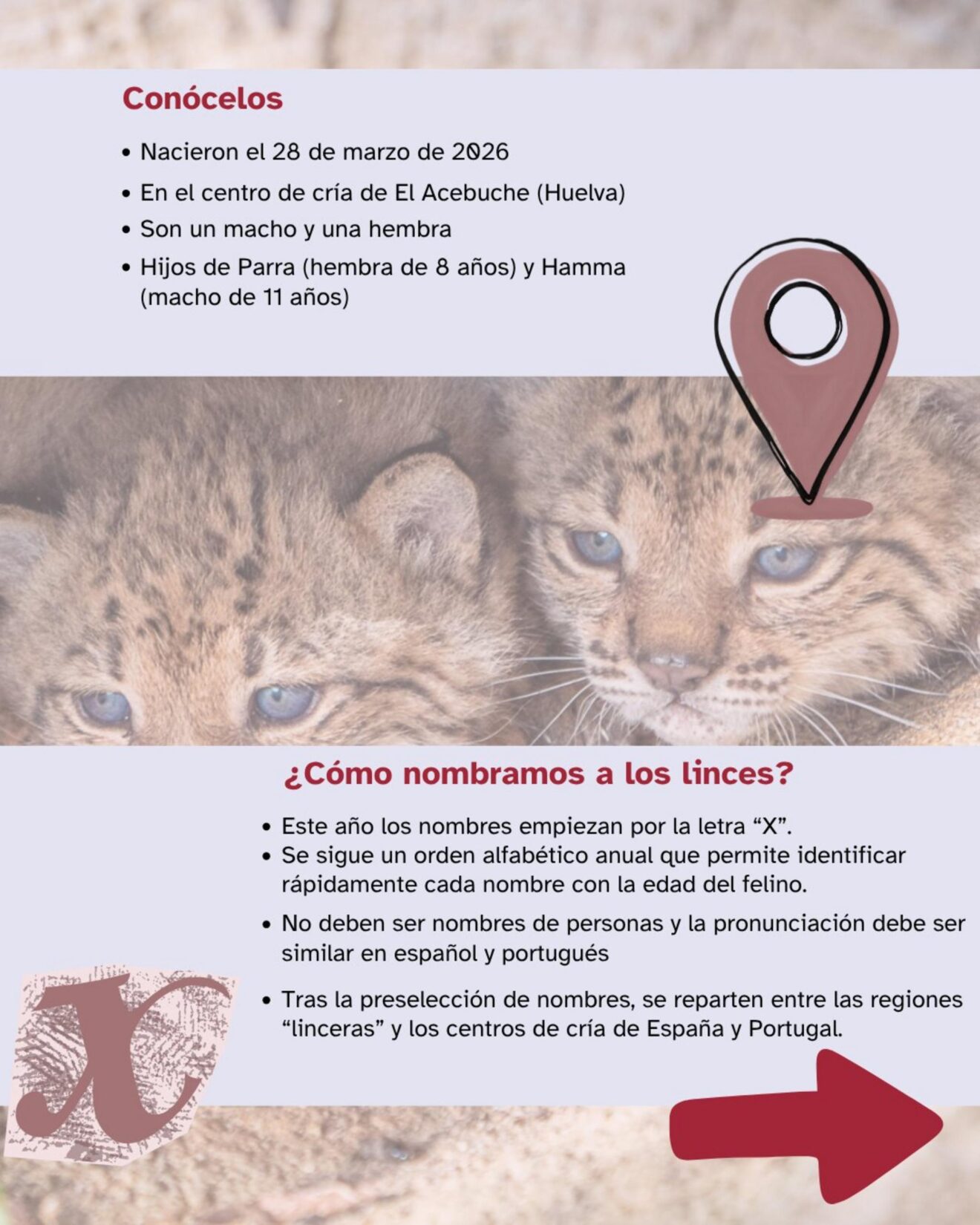 Infografía y foto de los dos cachorros de lince ibérico nacidos en El Acebuche.