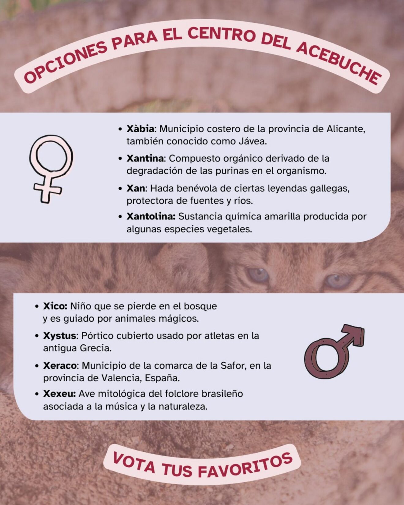 Infografía con los nombres propuestos para los cachorros de lince
