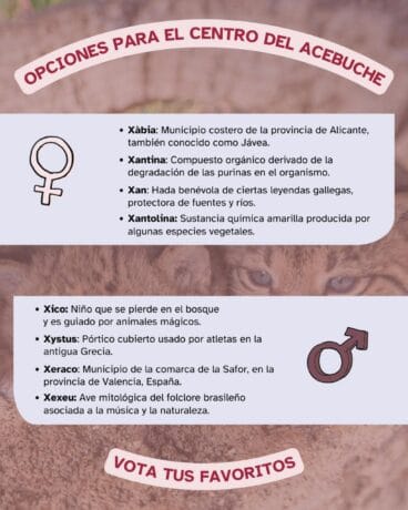Infografía con los nombres propuestos para los cachorros de lince