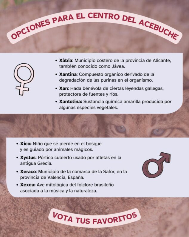 Imagen: Infografía con la lista de nombres femeninos y masculinos propuestos para los cachorros de lince, todos comenzando con la letra X, como Xàbia y Xeraco.
