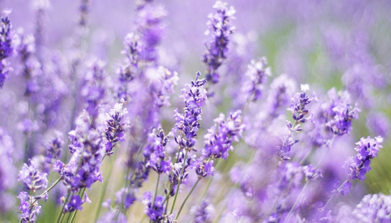 La Lavanda, destellos aromáticos bajo el sol de la costa