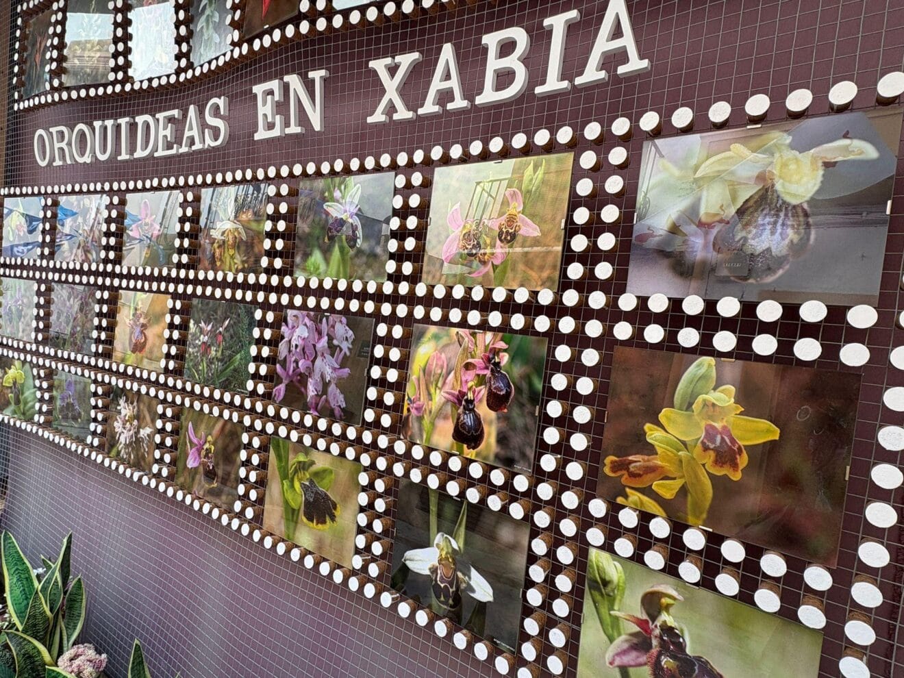 Panel sobre las orquídeas autóctonas de Xàbia