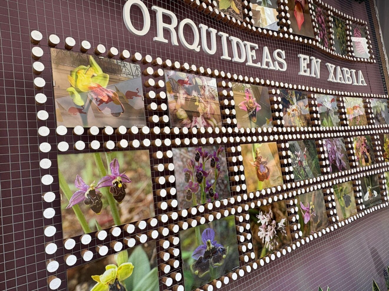 Panel "Orquideas en Xabia" con fotografías de flores