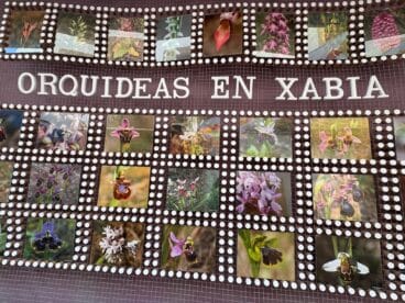 Panel sobre las orquídeas de Xàbia