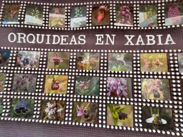Panel sobre las orquídeas de Xàbia